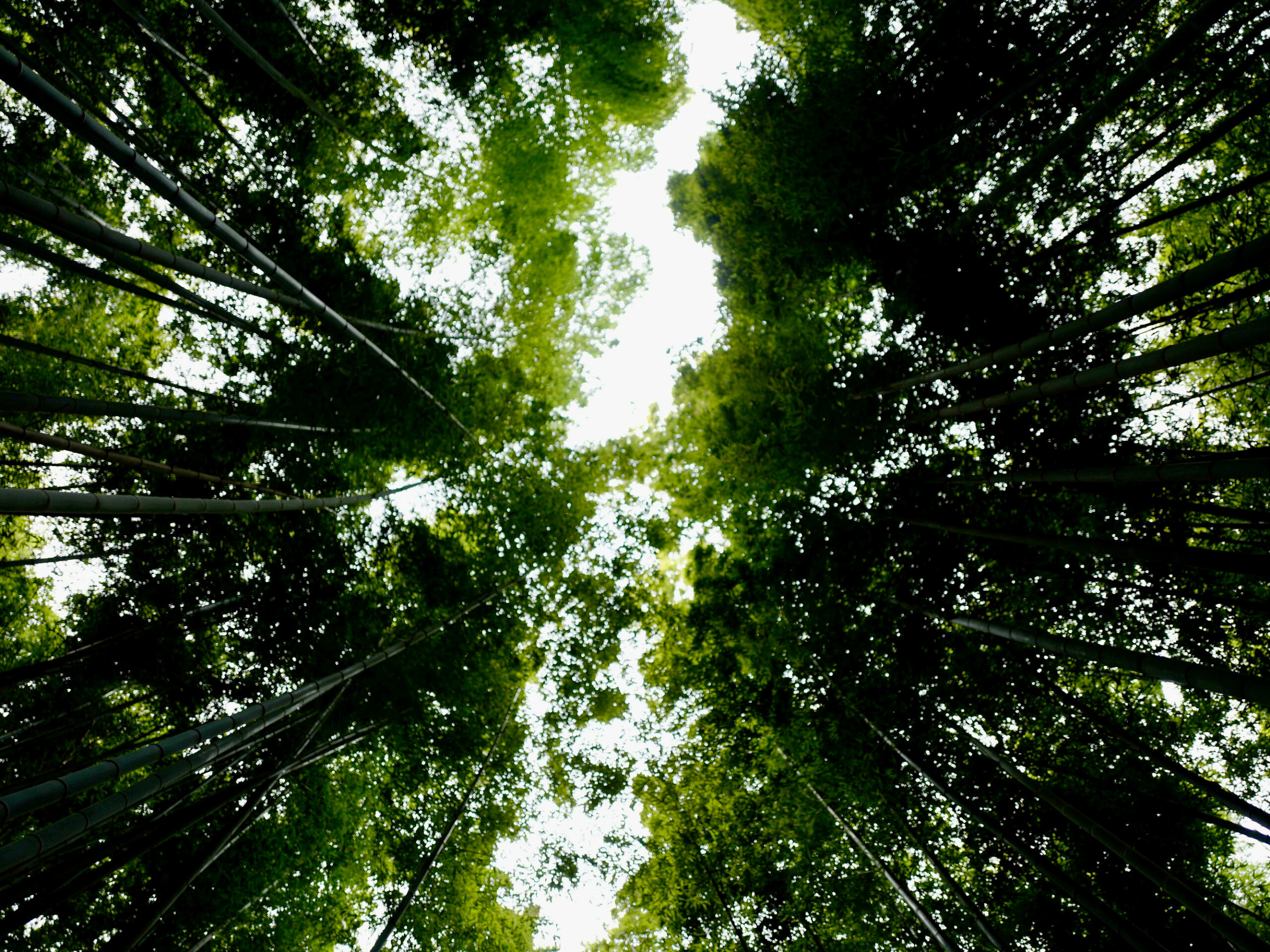 Blick nach oben in einem japanischen Bambuswald, ins Licht - Krisen und Neubeginn