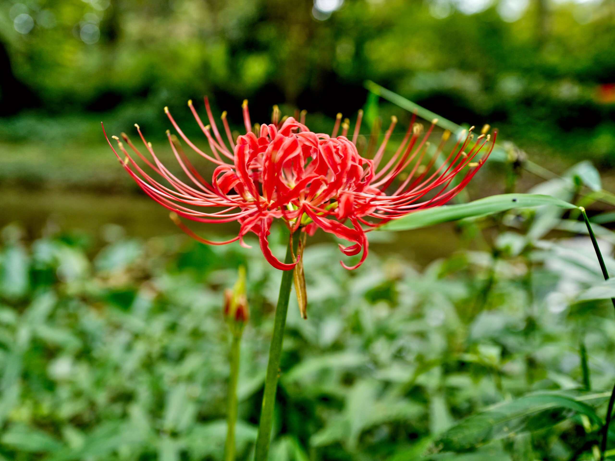 Higanbana, die japanische rote Spinnenlilie.