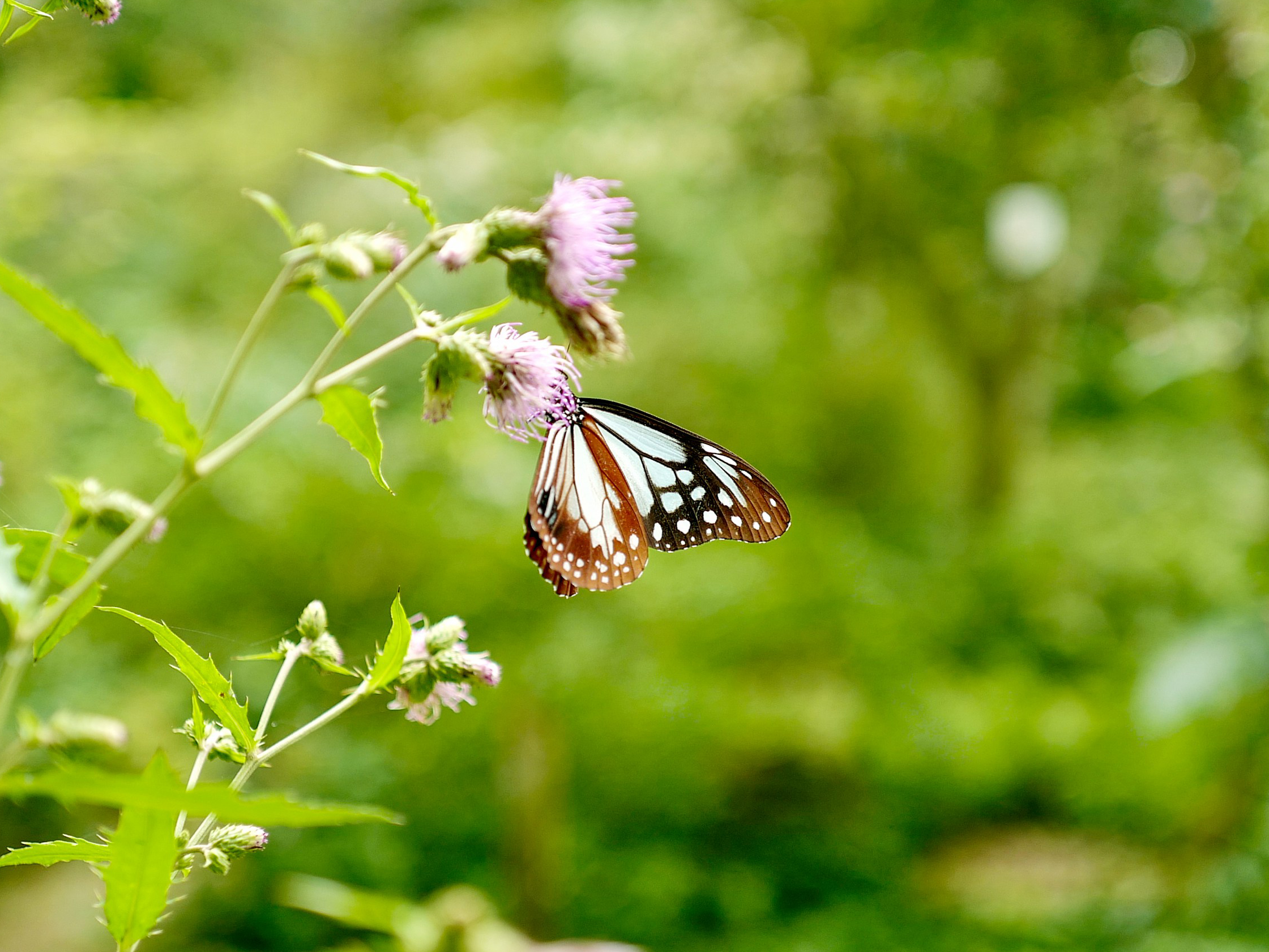 Schmetterling in einer Blüte. Kinderwunschzeit einfühlsam begleiten.