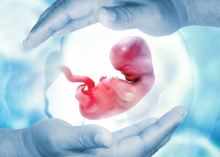 Illustration eines Embryo in der Fruchtblase, gehalten von zwei Händen.