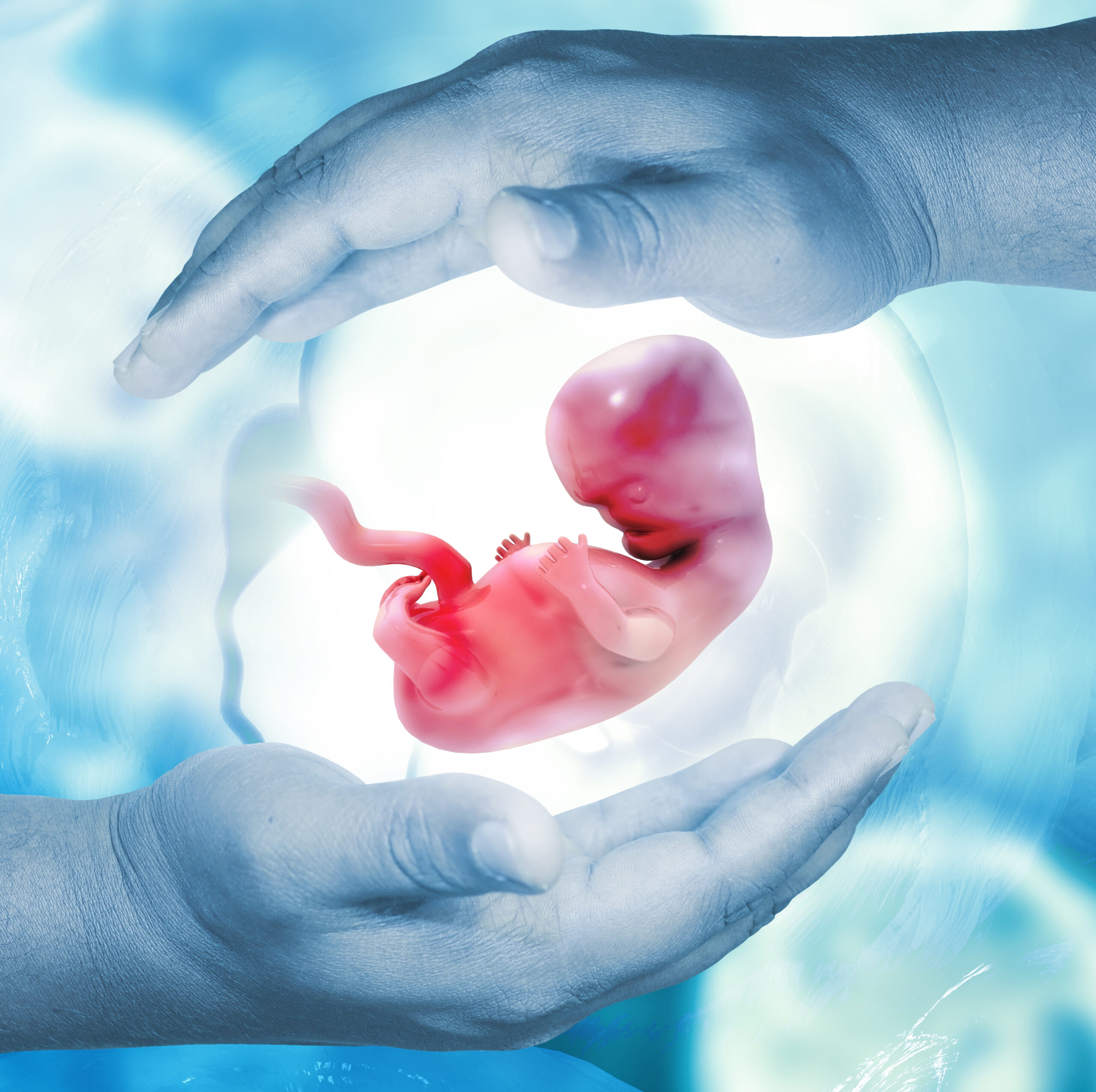 Illustration eines Embryo in der Fruchtblase, gehalten von zwei Händen.