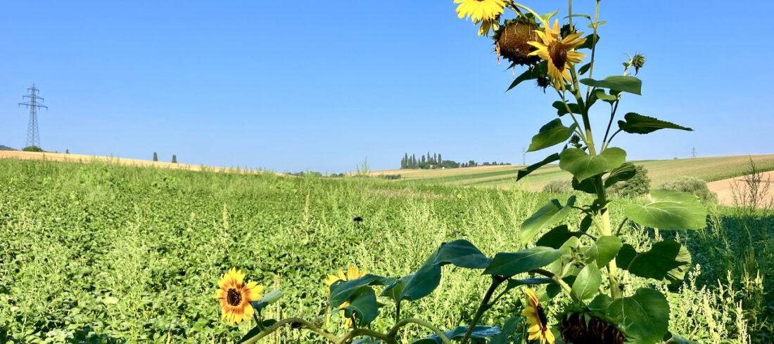 Sonnenblumen am Feld