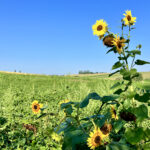 Sonnenblumen am Feld