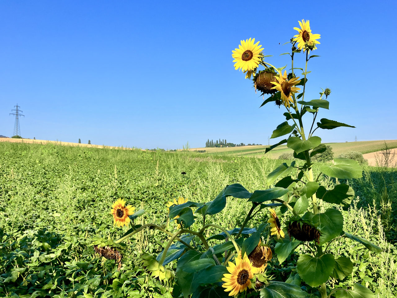 Sonnenblumen am Feld